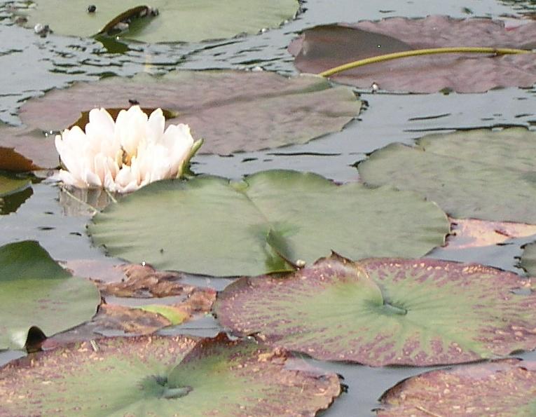 Rest and Rejuvenate with TLC